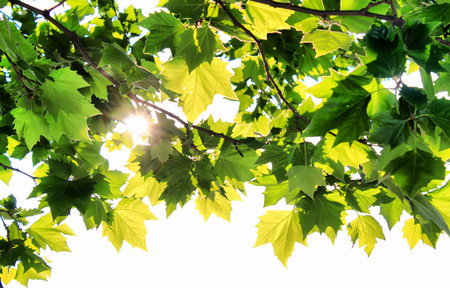 Photo green leafs of maple with sunbeam