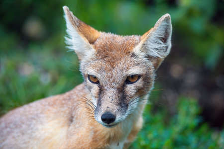 portrait of Korsak or steppe Fox (Vulpes corsac), predatory mammal of the genus of foxes of the canine familyの写真素材