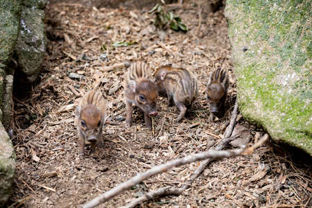 Small cute playful baby of Visayan warty pig (Sus cebifrons) is a critically endangered species in the pig genus. It is endemic to six of the Visayan Islands in the central Philippinesの写真素材