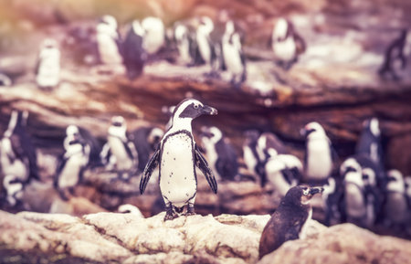Big family of penguins, many cute little animals on the rocks, flightless birds on the stony bank of Atlantic Ocean, beautiful nature of a South Africaの写真素材