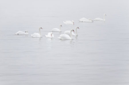 White Mute Swans or Cygnus olor in myst on the riverの写真素材