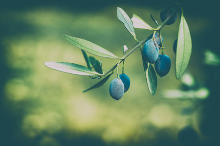 Closeup Photo of an Olive Tree Branch on Blurry Green Background. Traditional Mediterranean Berry....