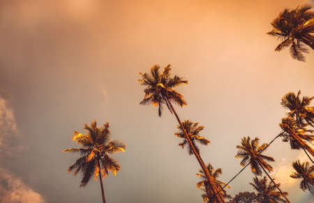 Palm trees in sunset, beautiful exotic trees over evening sky background, abstract natural background, summer vacation on tropical resortの写真素材
