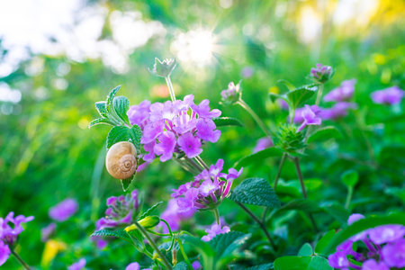 Little snail on the big fresh green bush with beautiful purple flowers in orchard, abstract floral...
