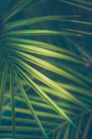 Tropical Green Background. Abstract Natural Palm Leaves. Beautiful Exotic Island Plants. Vintage...