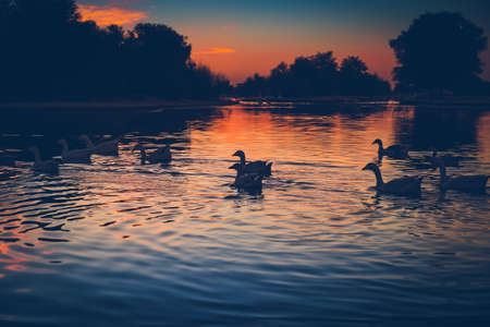 Silhouettes of a beautiful swans following for pack leader, wild birds floating in the lake in sunset light, beauty of wild natureの写真素材