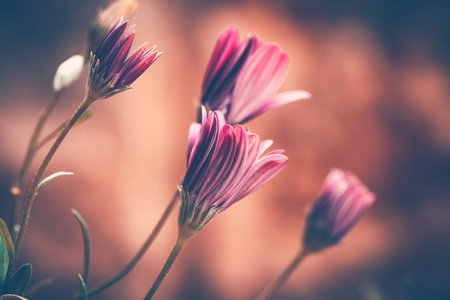 Closeup grunge style photo of a beautiful gentle pink daisy flowers over blurry background, abstract floral wallpaper, beauty of spring natureの写真素材