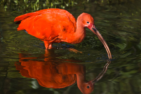 Scarlet ibis with reflection in the water searching for foodの写真素材