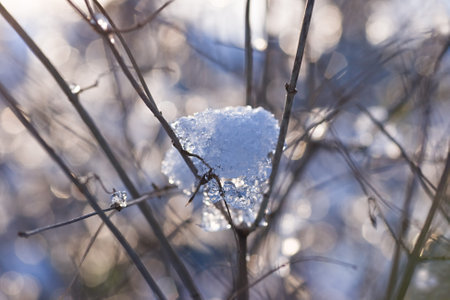 Winterlight on branches with melting snowの写真素材