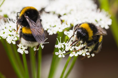 Bumble bees on flowers in summer busy gathering nectarの写真素材
