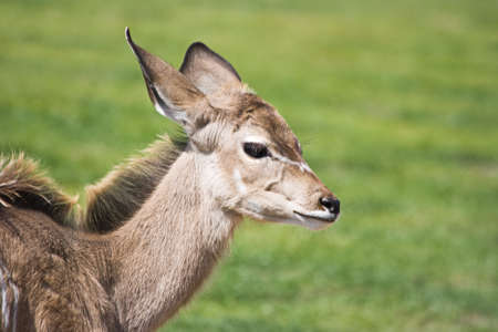 Greater Kudu calf - Tragelaphus strepsiceros - with green grass backgroundの写真素材