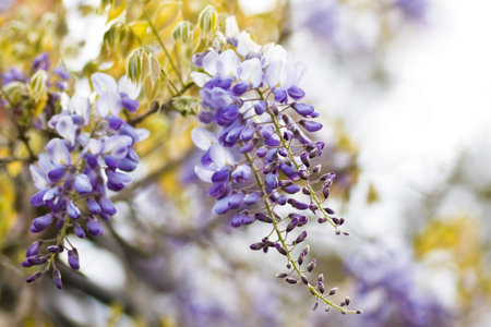 Chinese Wisteria or Wisteria sinensis flowering in spring - horizontal imageの写真素材