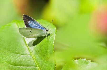 Holly Blue butterfly or Celastrina argiolus in sunshine on green leafの写真素材
