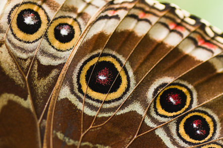 Close up part of butterfly wing from a blue Morphoの写真素材