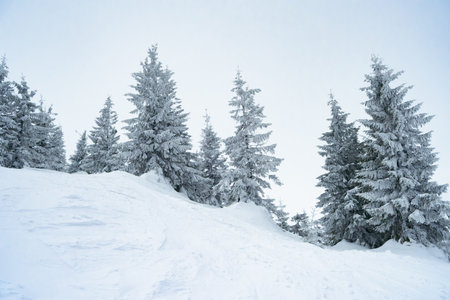 Beautiful Winter Mountain Landscape with Snow Covered Fir Trees in the Morning Fog.の写真素材