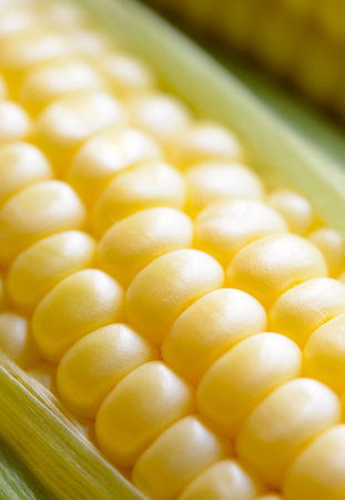 Fresh Sweet Ripe Corn Cobs with Green Leaves. Soft focus.