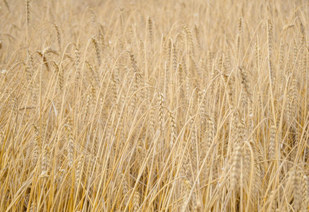 Golden Ripe Wheat Background. Close-up of Ripe Wheat Ears. Harvesting Concept