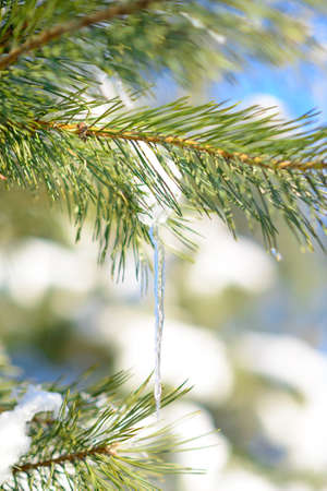 Snow-covered Pine Branch with Icicle on the Clear Blue Sky Background at Sunny Warm Spring Dayの写真素材