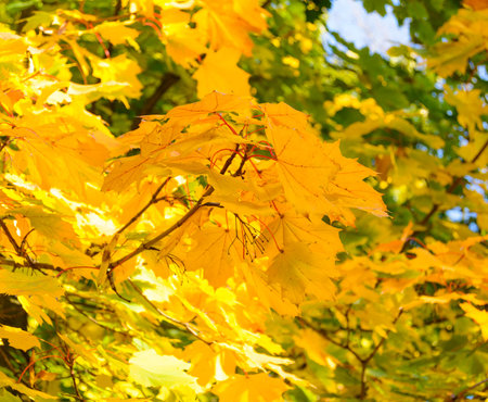 Bright Colorful Autumn Leafs on the Tree over Deep Blue Sky
