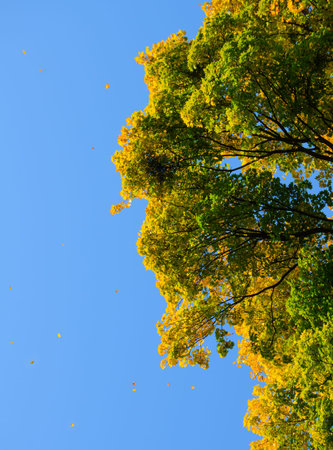 Falling Colorful Autumn Leafs and Bright Tree over Deep Blue Sky