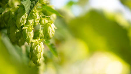 Green Hop Cones Closeup on the Blurred Background.の写真素材