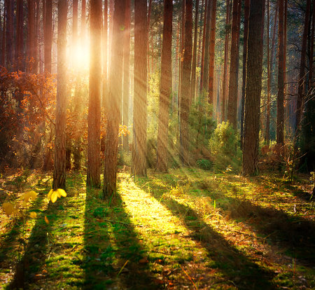 Misty Old Forest. Autumn Woodsの写真素材