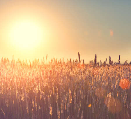 Field. Rural Landscape under Shining Sunlightの写真素材