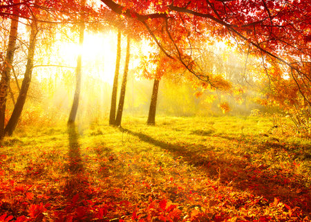 Autumnal Park. Autumn Trees and Leaves. Fallの写真素材