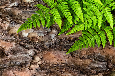 Green fern leaves background on bark tree, top view