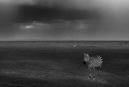 Black and White Photo of a Zebras Grazing in the Field. Beautiful Striped Wild Ungulate Animals. Game Drive. Safari in Kenya. Africa.の写真素材