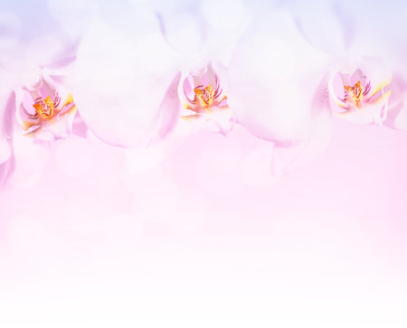 Beautiful orchid flowers border over white background, gentle photo with text space, wedding invitation or greeting card for mothers dayの写真素材