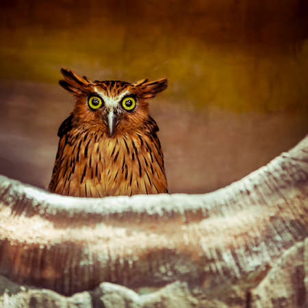 Closeup portrait of an owl at night, brown nocturnal bird with big eyes, safari park, Baliの写真素材