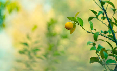 Lemon trees garden, little ripe yellow fruit hanging on the tree branch over blurry background, harvest time in the orchard, autumn season conceptの写真素材