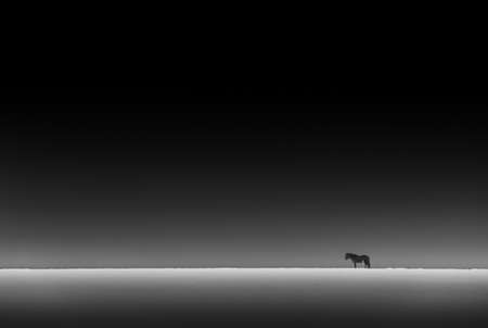 Black and White Photo of a Horse Standing in the Distance in the Snowy Icelandic Fields at Night. Amazing Wild Nature of Iceland...の写真素材