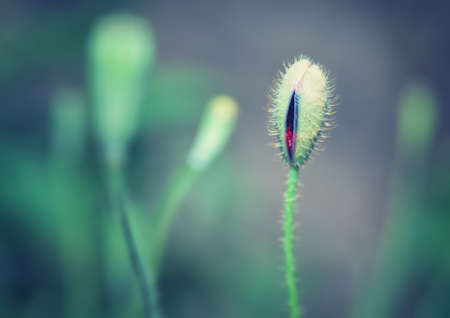 Closeup vintage style photo of gentle poppy bud, abstract natural grunge background, beauty of spring season conceptの写真素材