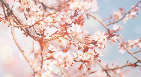 Beautiful flowers background, gentle white little flowers on the tree, cherry tree blossom, beauty of spring nature, photo with retro effectの写真素材
