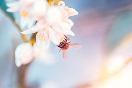 Little bee pollinates mandarin flowers, cute little insect sitting on white gentle flowers, abstract natural background, beauty of spring natureの写真素材
