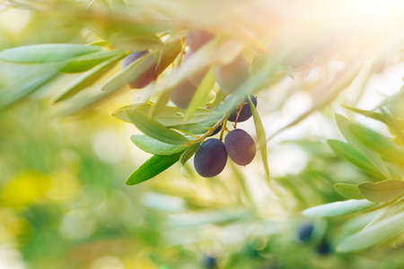 Olive tree background, ripe little black fruits on the tree with fresh green leaves, sunny day, tasty mediterranean vegetables, organic nutrition, autumn harvest seasonの写真素材