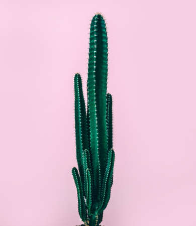 Closeup photo of a fresh green cactus isolated on pastel pink background, beautiful exotic plant, image with copy space..の写真素材