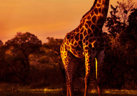 Gorgeous tall giraffe in bright orange sunset light, body part of animal with beautiful skin, beauty of african nature, exotic travel to South Africaの写真素材