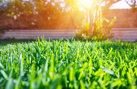 ..Beautiful view on cute backyard in sunny day, fresh green grass lawn in sunlight, landscaping in the garden, beauty of summer seasonの写真素材