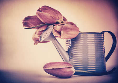 Retro style photo of a tulips bouquet in the metallic watering can over grunge background, stylish design of gift for Valentine day or Mothers dayの写真素材