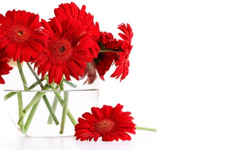 Closeup od red gerber daisies in glass vaseの写真素材