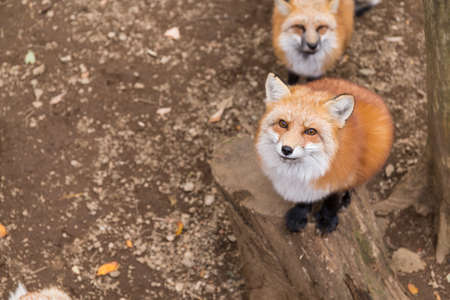Cute Red fox looking for foodの写真素材