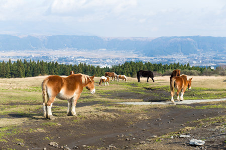 Horses grazing in fieldの写真素材