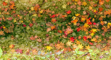 Maple leave on ground