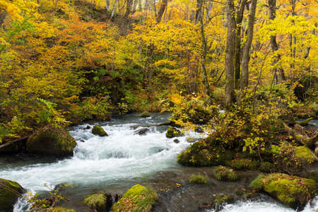 Oirase stream with waterfallの写真素材