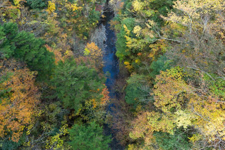 Forest landscapeの写真素材