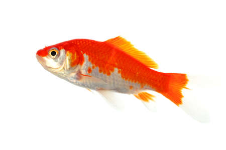 high quality image of goldfish swimming isolated on white backgroundの写真素材