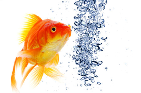 goldfish swimming in water or fishtank with air bubblesの写真素材